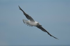 Chroicocephalus maculipennis