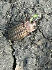 Carabus cancellatus