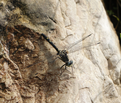 Leucorrhinia orientalis