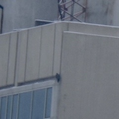 Falco peregrinus