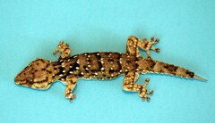 Chondrodactylus bibronii