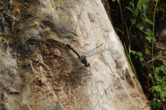 Leucorrhinia orientalis