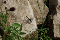 Leucorrhinia orientalis