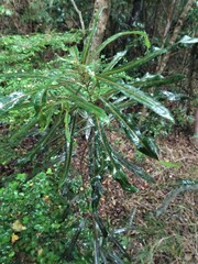 Planchonella cinerea