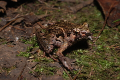 Hylophorbus rufescens