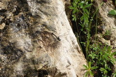 Leucorrhinia orientalis