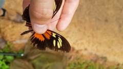 Heliconius demeter