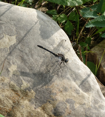 Leucorrhinia orientalis