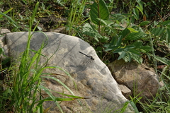 Leucorrhinia orientalis