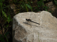 Leucorrhinia orientalis