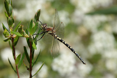 Synthemis eustalacta