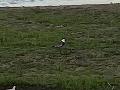 Vanellus spinosus