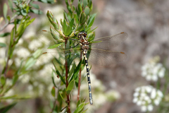 Synthemis eustalacta