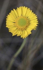 Helenium pinnatifidum