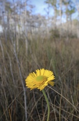 Helenium pinnatifidum
