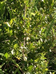 Syzygium australe
