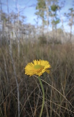 Helenium pinnatifidum