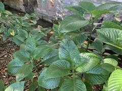 Brillantaisia owariensis