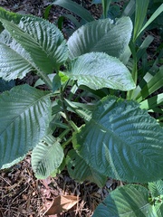 Brillantaisia owariensis
