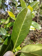 Cartrema
