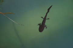 Ambystoma velasci