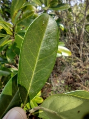 Cartrema