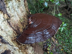 Fomitopsis hemitephra
