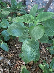 Brillantaisia owariensis