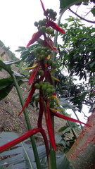 Heliconia schiedeana