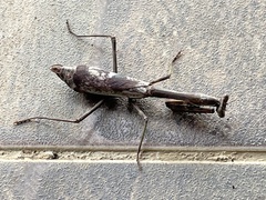 Stagmomantis tolteca