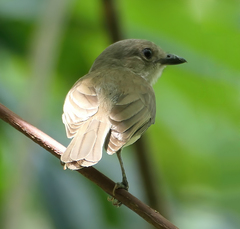 Pachycephala cinerea