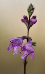 Physostegia purpurea
