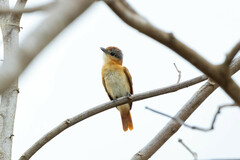 Pachyramphus castaneus