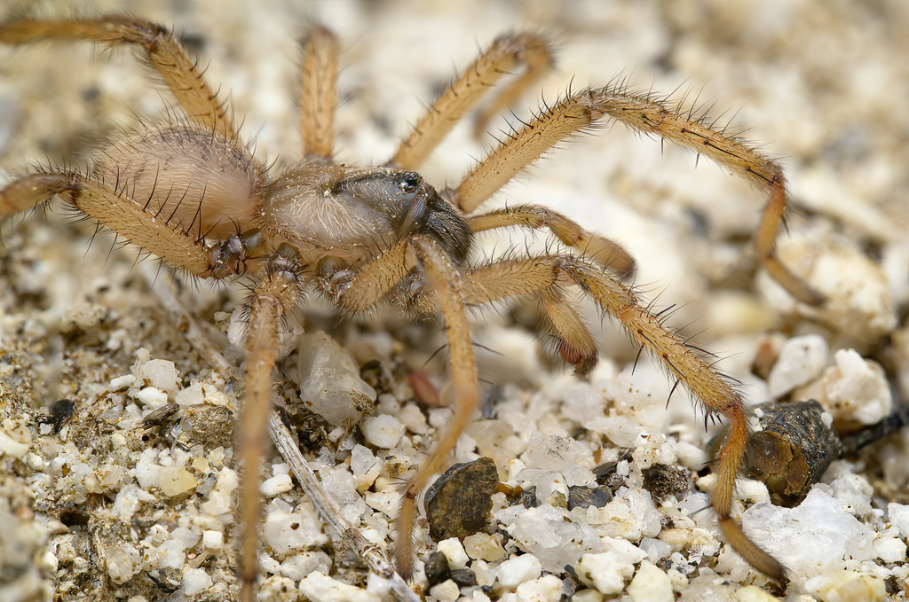 No-name Trapdoor Spider