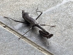 Stagmomantis tolteca