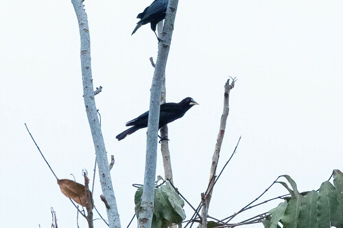 Band-tailed Oropendola