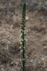 Sairocarpus coulterianus