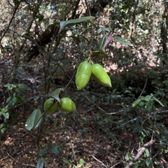 Lapageria rosea