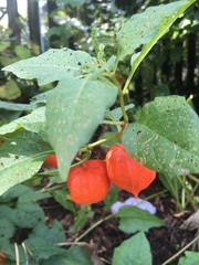 Alkekengi officinarum