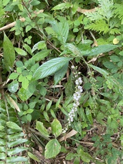 Gonzalagunia hirsuta