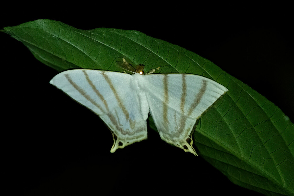 Therinia stricturaria