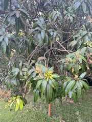 Mangifera
