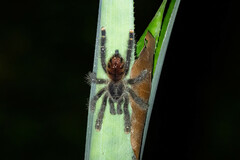 Avicularia
