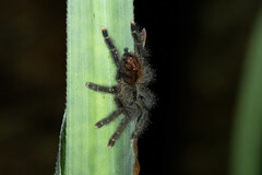 Avicularia