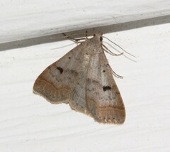 Bleptina caradrinalis