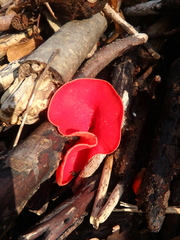 Sarcoscypha austriaca