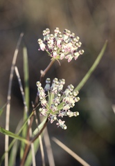 Asclepias longifolia