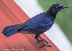 Malabar Whistling-Thrush photo 5