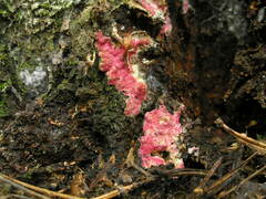Hypomyces rosellus