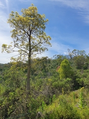Brachychiton populneus